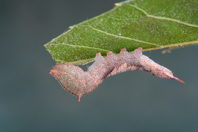 Bruco su Quercus ilex - Drepanidae